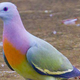 Illustration for article titled I Am the Hypebeast Pigeon. Get Inspired